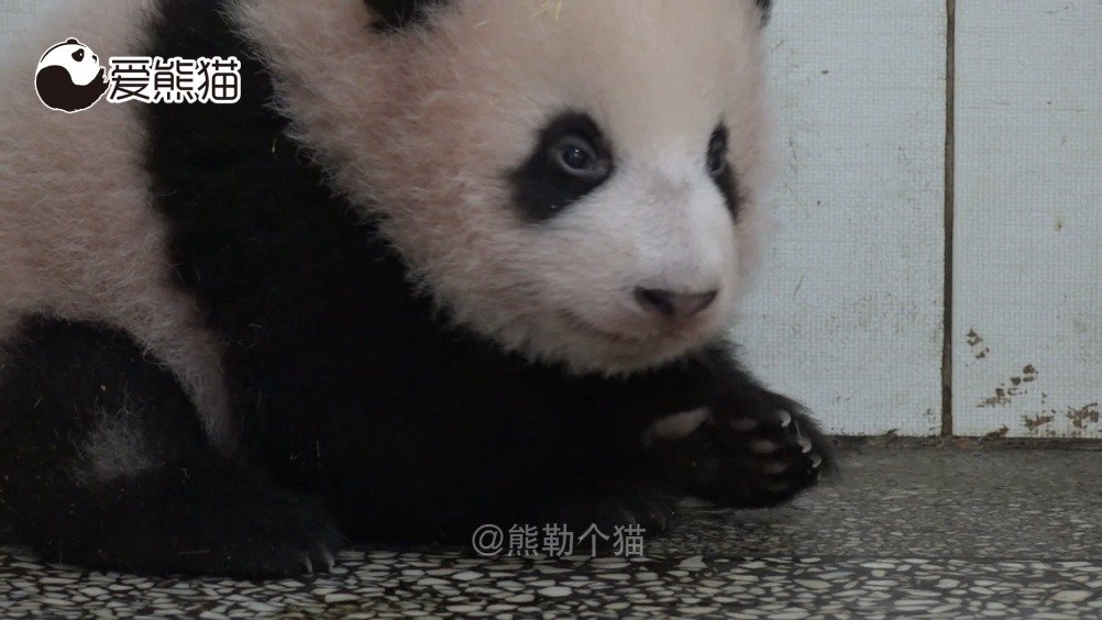 网红大熊猫胖大海“福星”...
